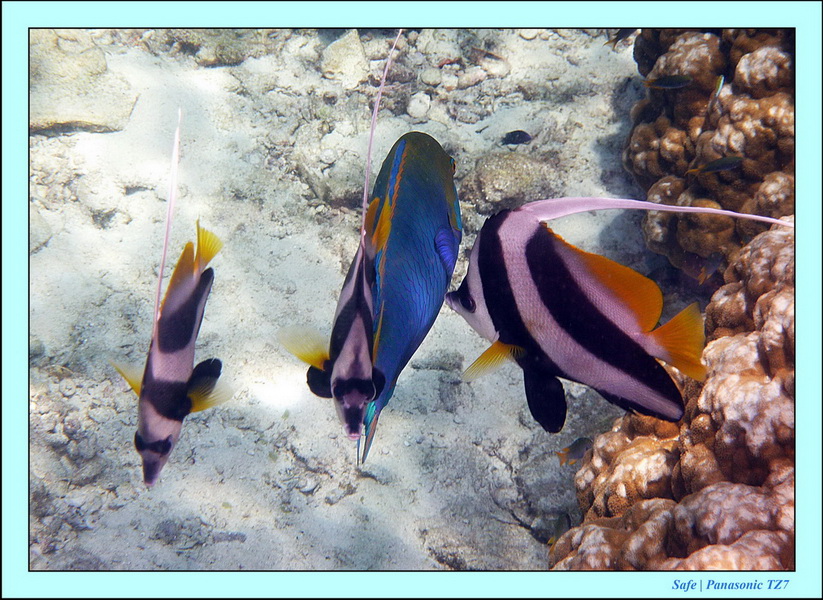 2012 - 03 - Koh Ha 34